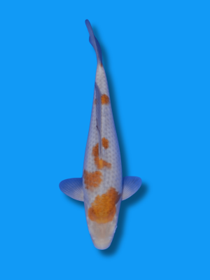 Ochiba Shigure | Koi&Co.